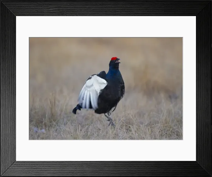 Framed Print : Picture No. 11808770 Framed Print : Picture No. 11808770