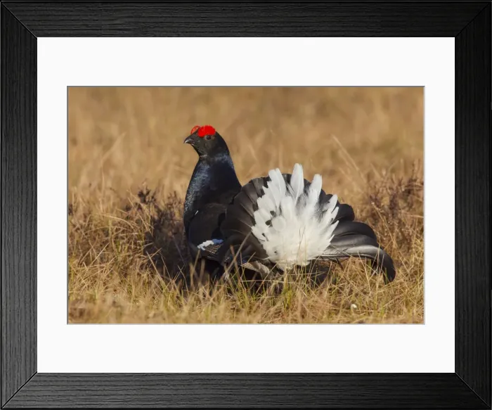 Framed Print : Picture No. 11808773 Framed Print : Picture No. 11808773