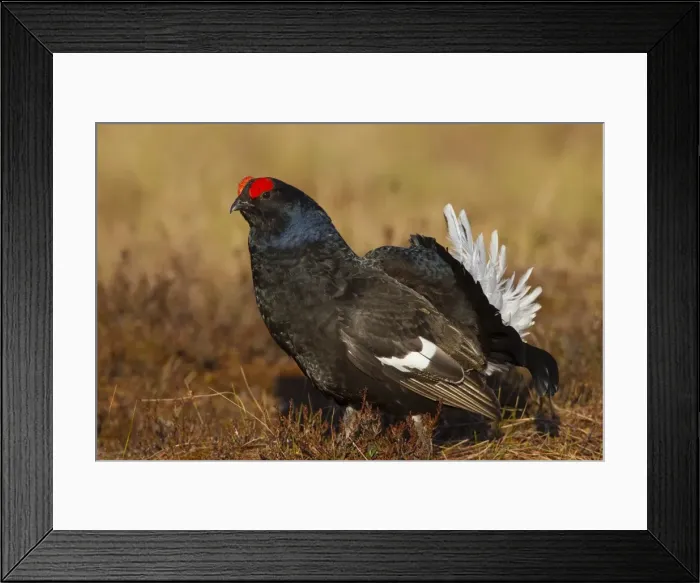Framed Print : Picture No. 11808774 Framed Print : Picture No. 11808774