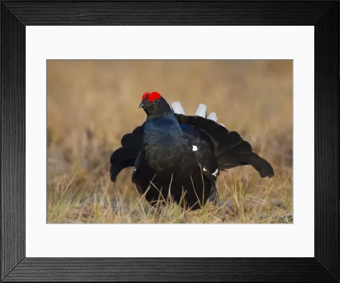 Framed Print : Picture No. 11808772 Framed Print : Picture No. 11808772