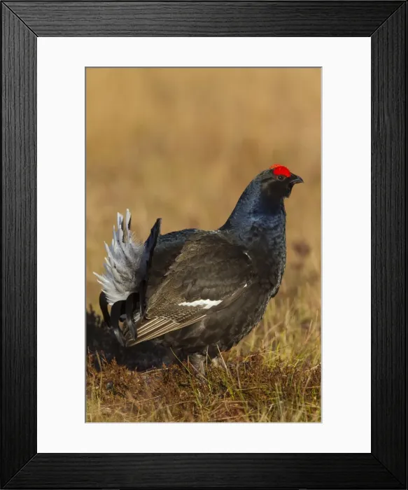 Framed Print : Picture No. 11808775 Framed Print : Picture No. 11808775