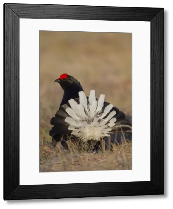 Framed Print : Picture No. 11808776 Framed Print : Picture No. 11808776
