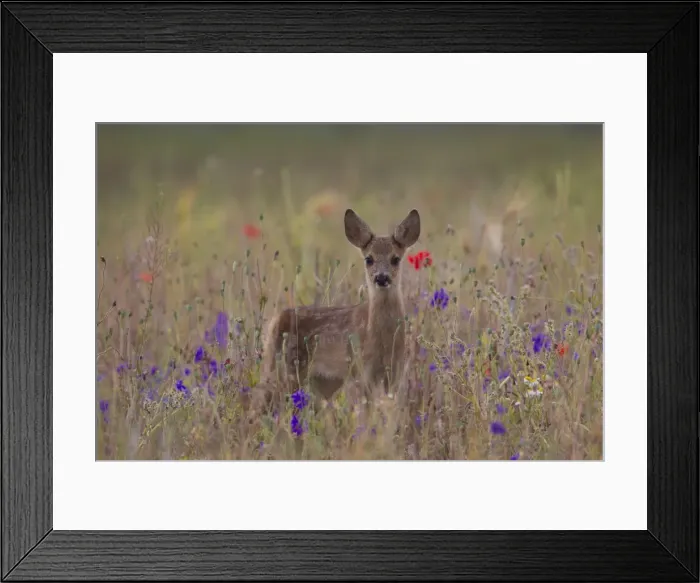 Framed Print : Picture No. 11808778 Framed Print : Picture No. 11808778