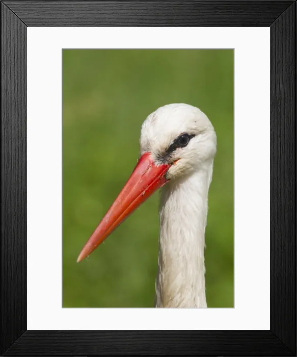 Framed Print : Picture No. 11808780 Framed Print : Picture No. 11808780