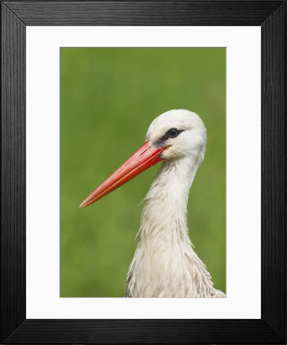 Framed Print : Picture No. 11808781 Framed Print : Picture No. 11808781