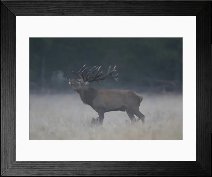 Framed Print : Picture No. 11808782 Framed Print : Picture No. 11808782