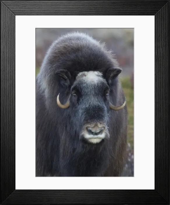 Framed Print : Picture No. 11808784 Framed Print : Picture No. 11808784