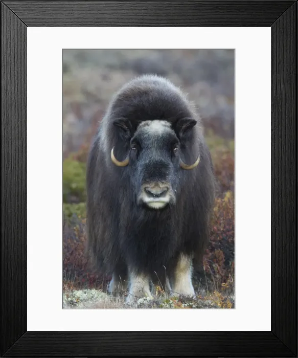 Framed Print : Picture No. 11808785 Framed Print : Picture No. 11808785