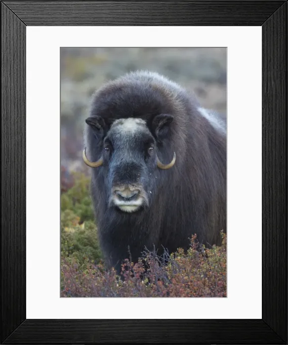 Framed Print : Picture No. 11808786 Framed Print : Picture No. 11808786