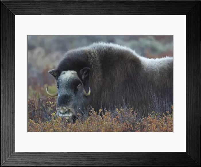 Framed Print : Picture No. 11808787 Framed Print : Picture No. 11808787