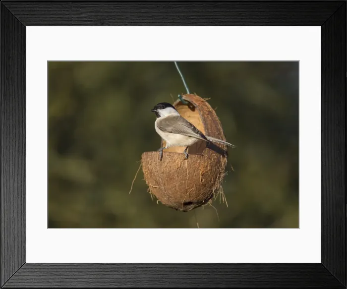 Framed Print : Picture No. 11808788 Framed Print : Picture No. 11808788
