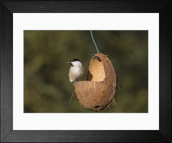 Framed Print : Picture No. 11808789 Framed Print : Picture No. 11808789