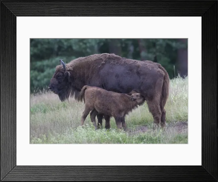 Framed Print : Picture No. 11808792 Framed Print : Picture No. 11808792