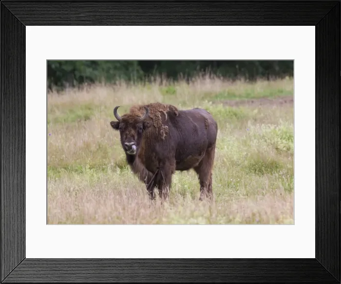 Framed Print : Picture No. 11808794 Framed Print : Picture No. 11808794