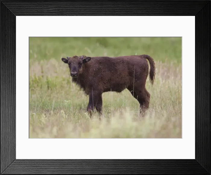 Framed Print : Picture No. 11808793 Framed Print : Picture No. 11808793