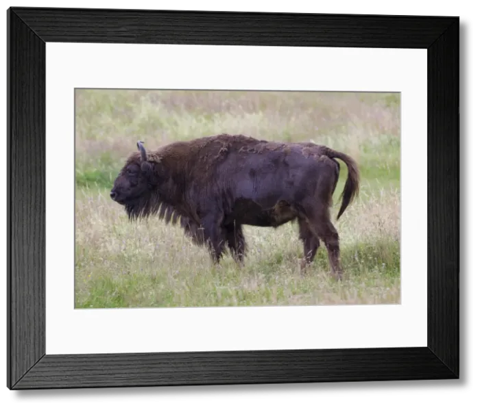 Framed Print : Picture No. 11808795 Framed Print : Picture No. 11808795