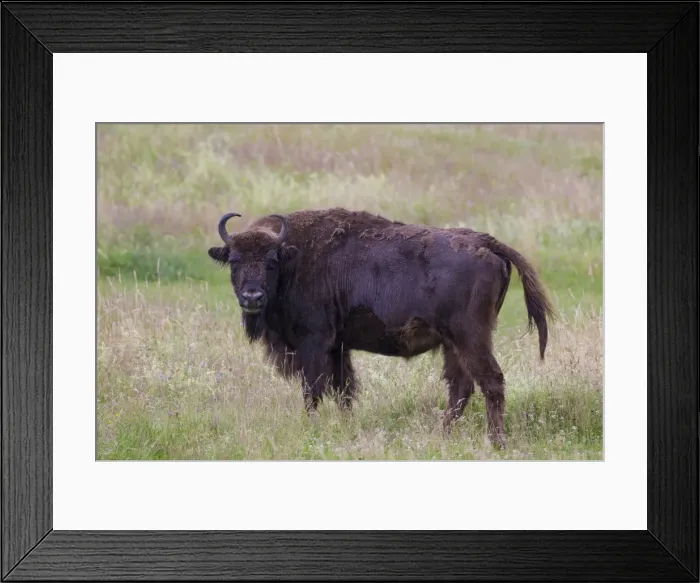 Framed Print : Picture No. 11808796 Framed Print : Picture No. 11808796