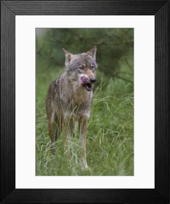 Framed Print : Picture No. 11808798 Framed Print : Picture No. 11808798