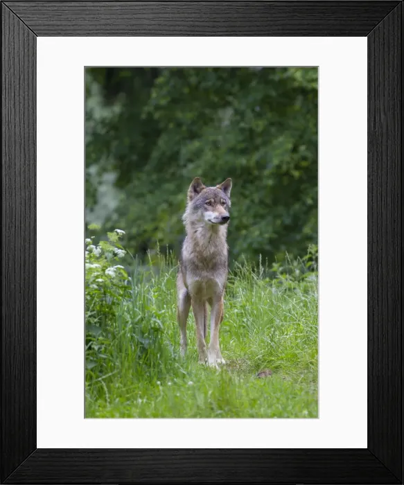 Framed Print : Picture No. 11808799 Framed Print : Picture No. 11808799