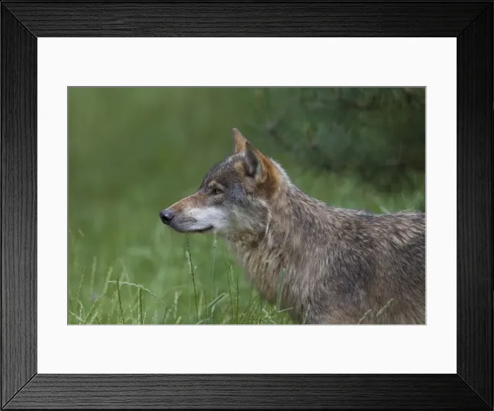 Framed Print : Picture No. 11808801 Framed Print : Picture No. 11808801