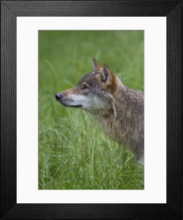 Framed Print : Picture No. 11808800