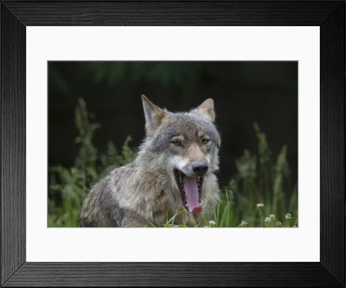 Framed Print : Picture No. 11808802 Framed Print : Picture No. 11808802
