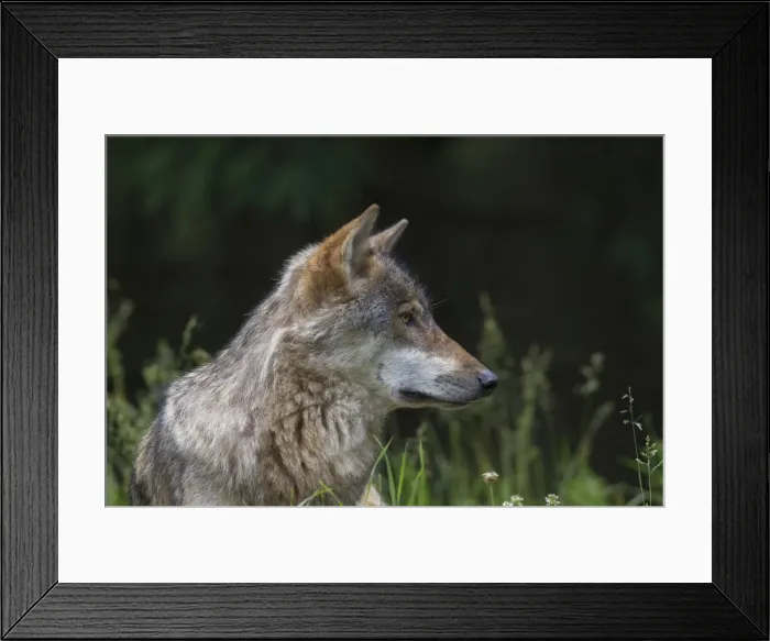Framed Print : Picture No. 11808804 Framed Print : Picture No. 11808804
