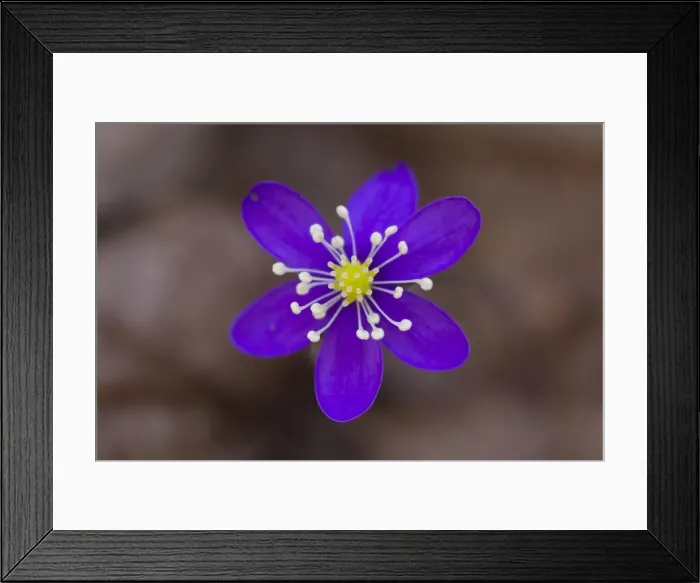 Framed Print : Picture No. 11808806 Framed Print : Picture No. 11808806