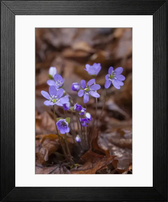 Framed Print : Picture No. 11808805 Framed Print : Picture No. 11808805