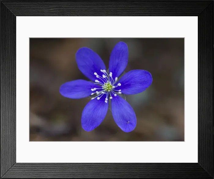 Framed Print : Picture No. 11808808 Framed Print : Picture No. 11808808