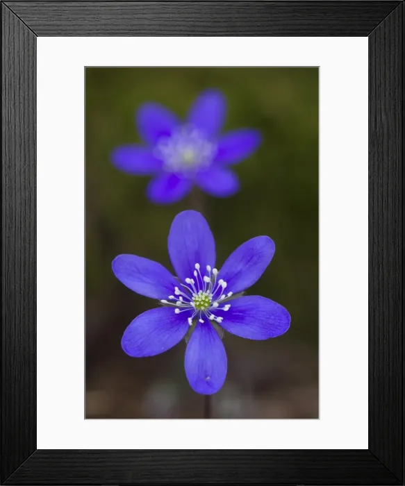Framed Print : Picture No. 11808809 Framed Print : Picture No. 11808809