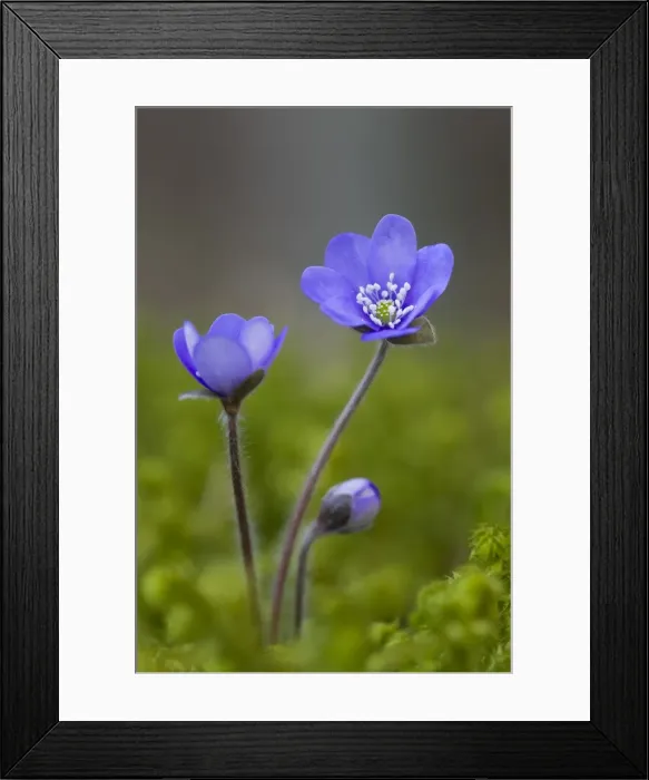 Framed Print : Picture No. 11808810 Framed Print : Picture No. 11808810
