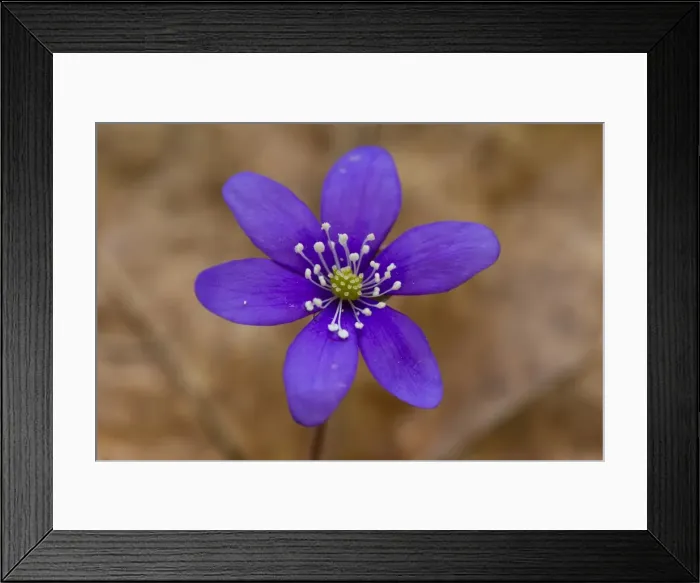 Framed Print : Picture No. 11808811 Framed Print : Picture No. 11808811
