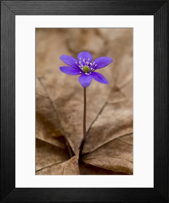 Framed Print : Picture No. 11808812 Framed Print : Picture No. 11808812