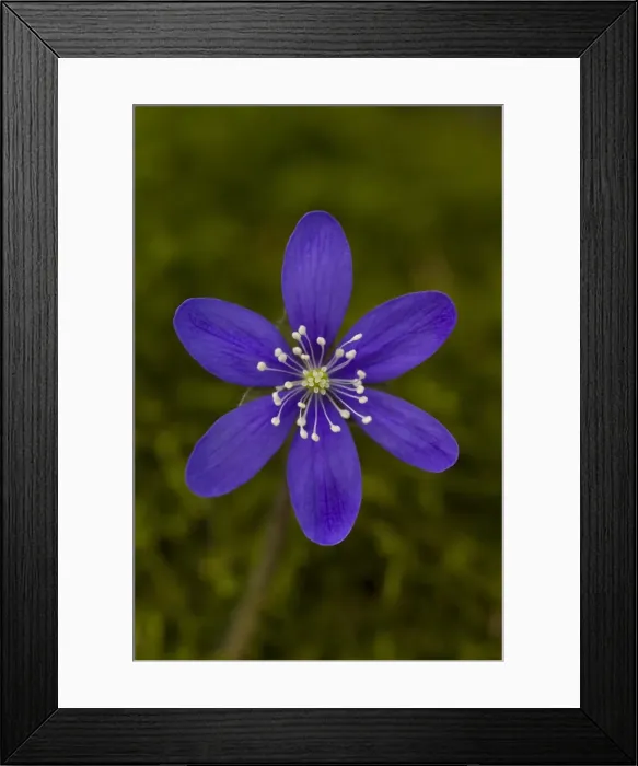 Framed Print : Picture No. 11808807 Framed Print : Picture No. 11808807