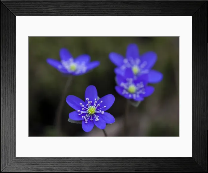 Framed Print : Picture No. 11808813 Framed Print : Picture No. 11808813