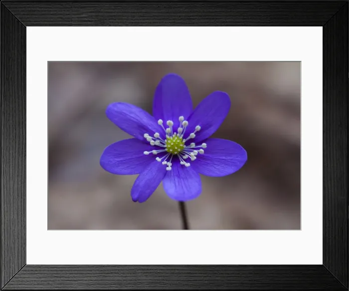 Framed Print : Picture No. 11808815 Framed Print : Picture No. 11808815