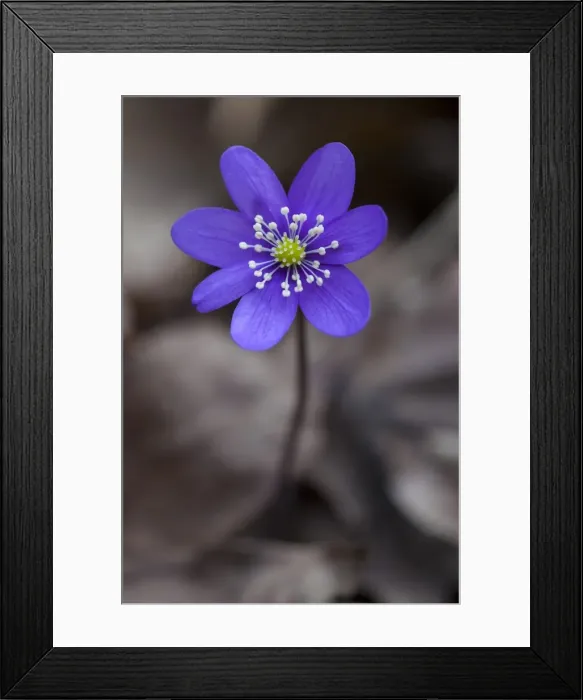Framed Print : Picture No. 11808816 Framed Print : Picture No. 11808816
