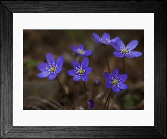 Framed Print : Picture No. 11808814 Framed Print : Picture No. 11808814
