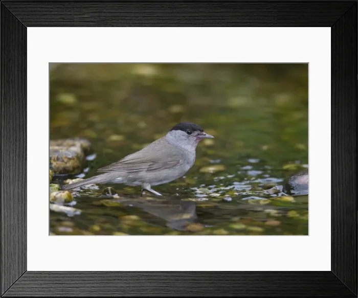 Framed Print : Picture No. 11808817 Framed Print : Picture No. 11808817