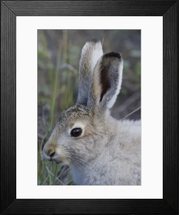Framed Print : Picture No. 11808820 Framed Print : Picture No. 11808820