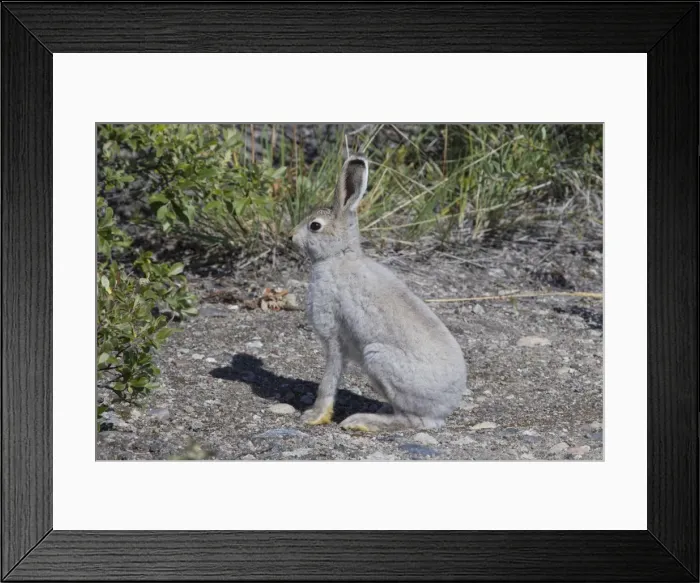 Framed Print : Picture No. 11808819 Framed Print : Picture No. 11808819