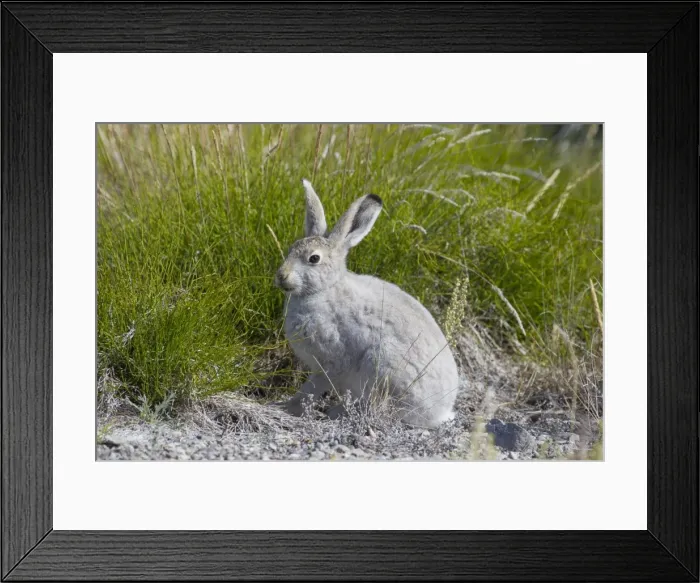 Framed Print : Picture No. 11808821 Framed Print : Picture No. 11808821