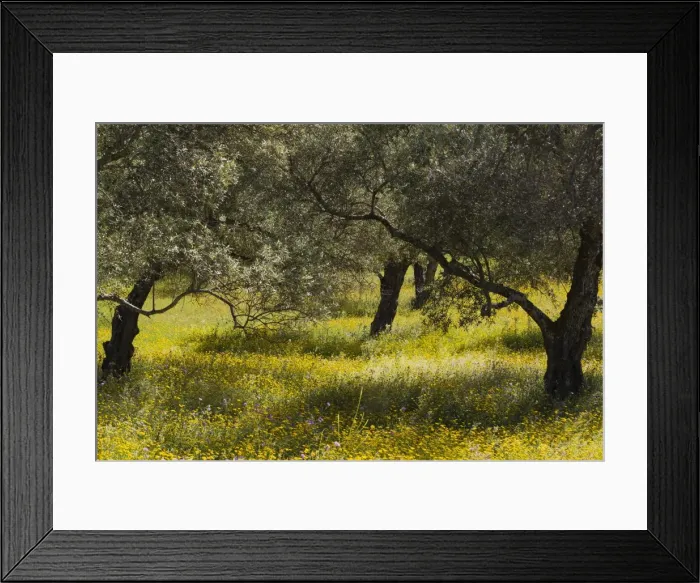 Framed Print : Picture No. 11808865 Framed Print : Picture No. 11808865