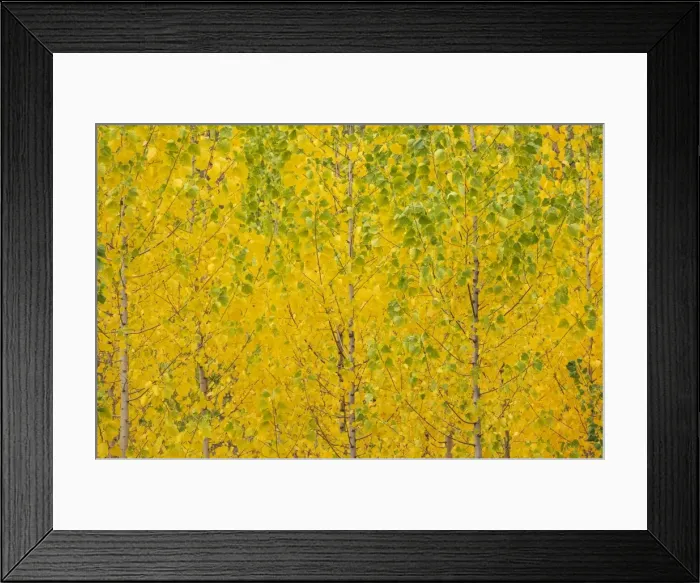 Framed Print : Picture No. 11808867 Framed Print : Picture No. 11808867