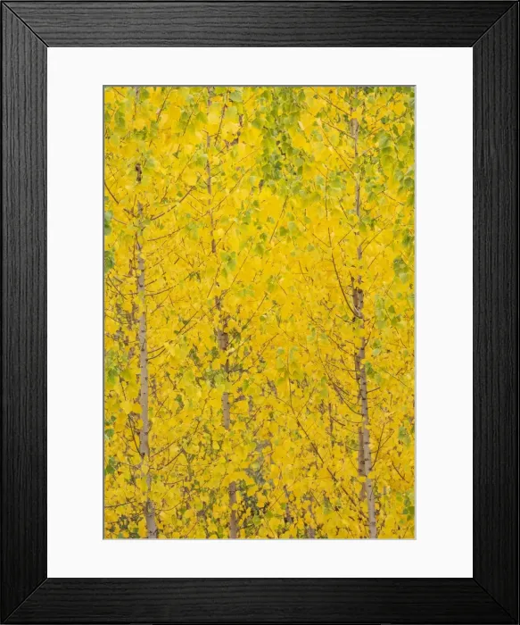 Framed Print : Picture No. 11808868 Framed Print : Picture No. 11808868