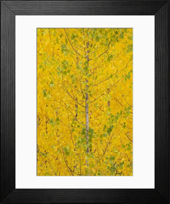 Framed Print : Picture No. 11808869 Framed Print : Picture No. 11808869