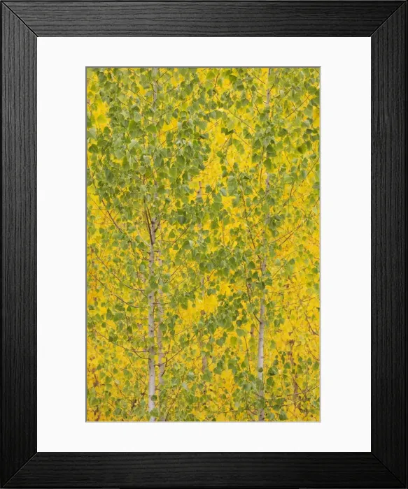 Framed Print : Picture No. 11808870 Framed Print : Picture No. 11808870