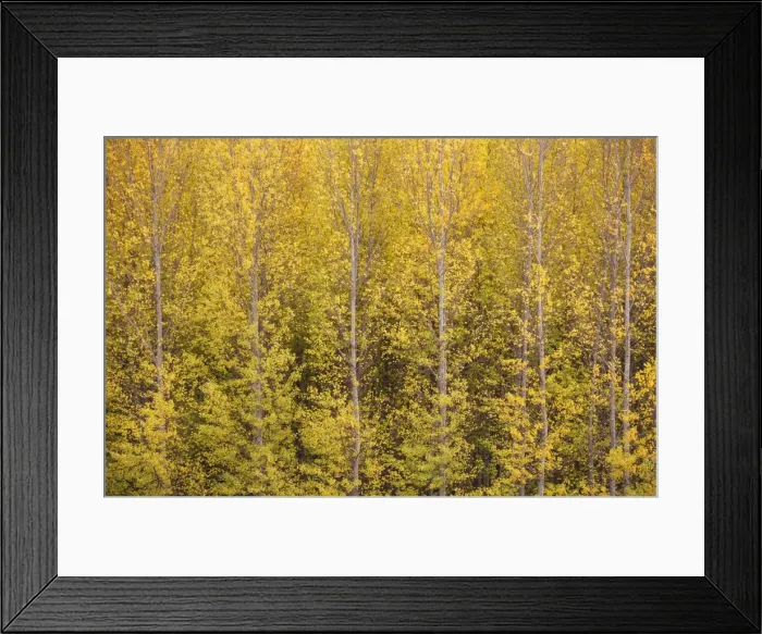 Framed Print : Picture No. 11808871 Framed Print : Picture No. 11808871