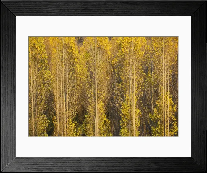 Framed Print : Picture No. 11808872 Framed Print : Picture No. 11808872